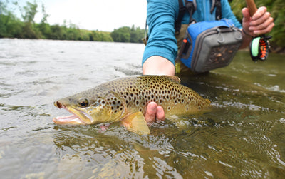 Royal Trude Classic Hair Wing Dry Fly - 6 Flies Hook Size 12