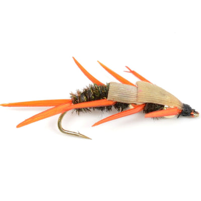 Double Bead Peacock Stonefly Nymph with Amber Biot Legs Fly Fishing Flies - 6 Flies Hook Size 8