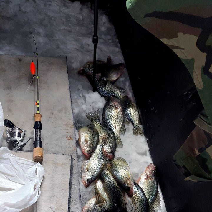 A collection of crappie fish laid on the ice next to a Wasatch Tenkara Rods - Ice Breaker ice fishing rod with a cork handle and a bright orange float, captured inside an ice fishing shelter.