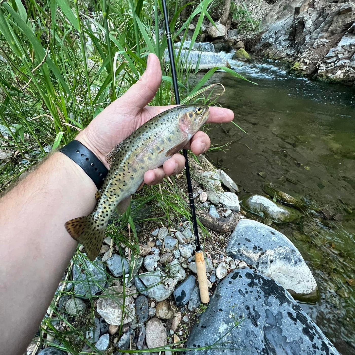 A small rainbow trout being held in a person's hand near a rocky, flowing stream surrounded by tall green grass and steep rock walls. A Wasatch Tenkara Rods - Darth Quattro is leaning against a rock in the foreground, with the stream cascading gently in the background. The trout's distinct coloration and spotted body are clearly visible.