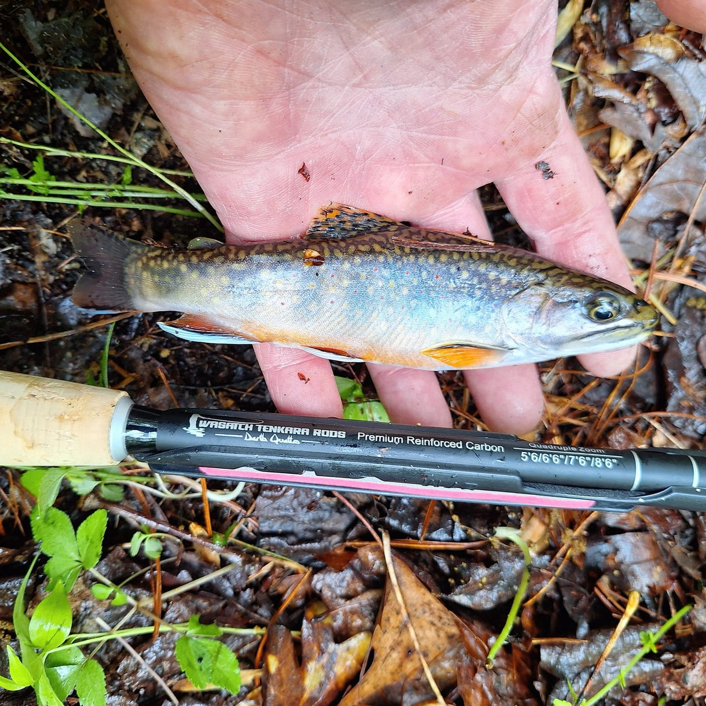 A small brook trout held in a person's hand, resting on a forest floor with leaves and plants around. A Wasatch Tenkara Rods - Darth Quattro is placed nearby, showcasing the size of the fish in comparison. The trout displays vibrant colors with a spotted pattern and orange fins.