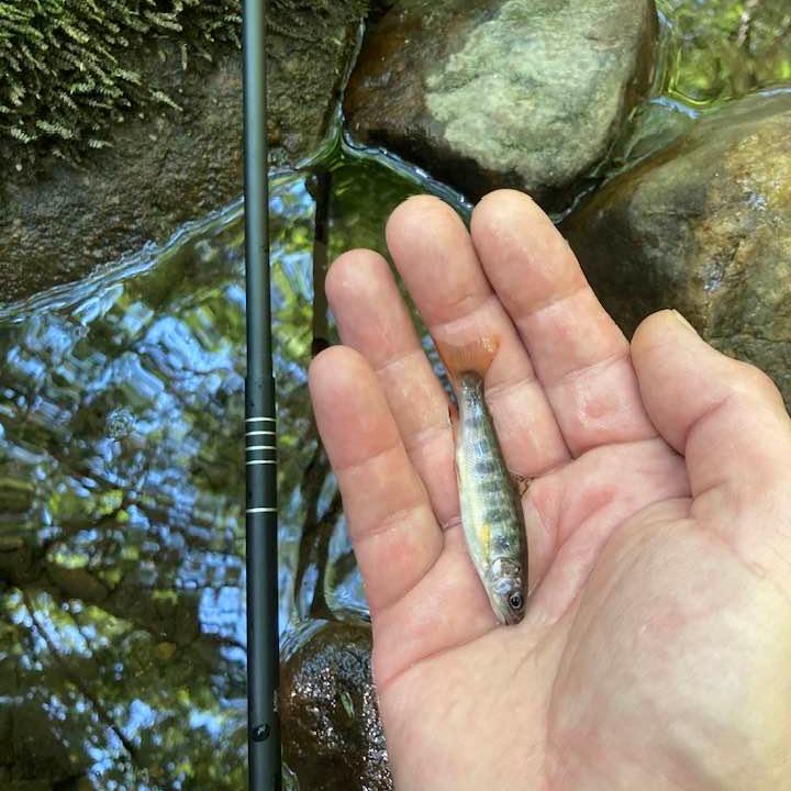 A small fish, no larger than a finger, rests in the palm of an angler's hand beside a slender Wasatch Tenkara Rods - Darth Quattro fishing rod. The scene is set in a clear, shallow stream with rocks and moss, reflecting dappled sunlight and creating a tranquil outdoor atmosphere.